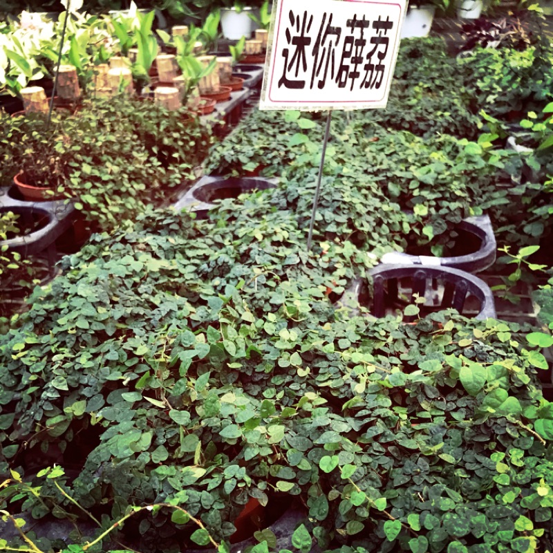 3吋盆迷你薜荔綠牆植物ficus Pumila L 下單前請確認有無貨 蝦皮購物