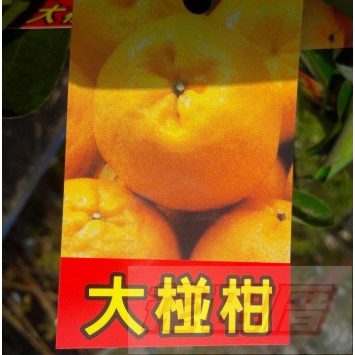 【花田厝】水果果苗  大椪柑  4吋盆 限量出售