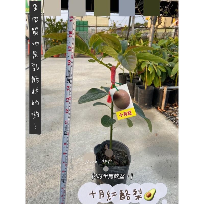 十月紅酪梨 拍賣 評價與ptt熱推商品 21年4月 飛比價格