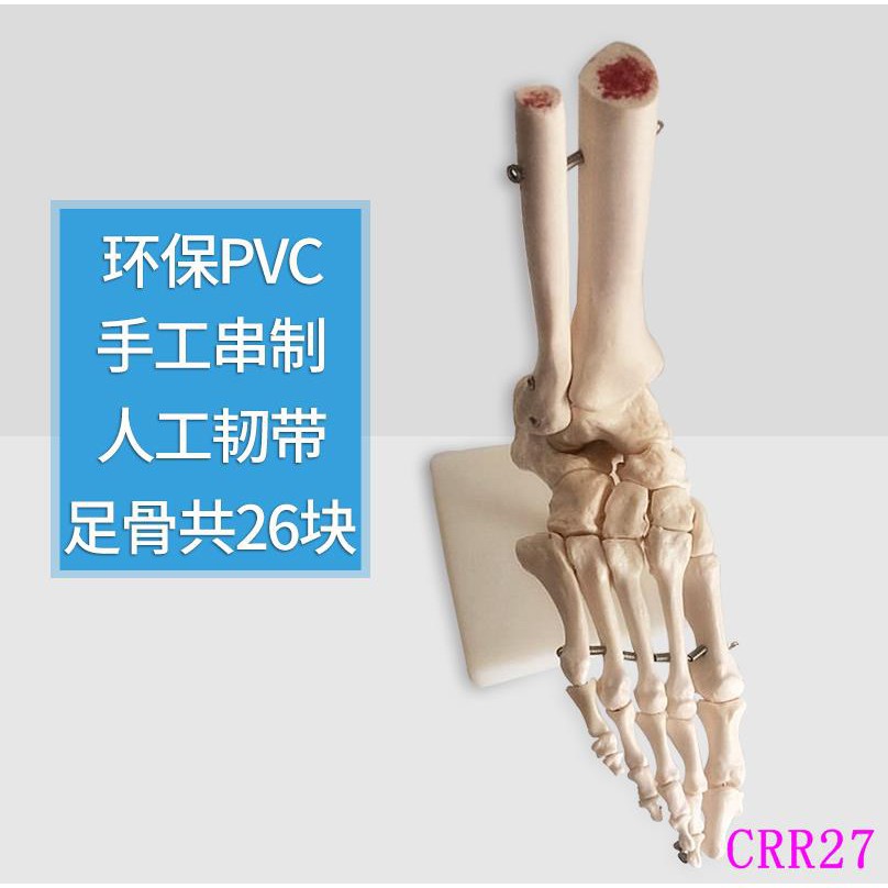 穴位模型 腳關節模型腳骨模型腳部骨骼結構造模型足部踝關節無韌帶腓骨趾骨 蝦皮購物