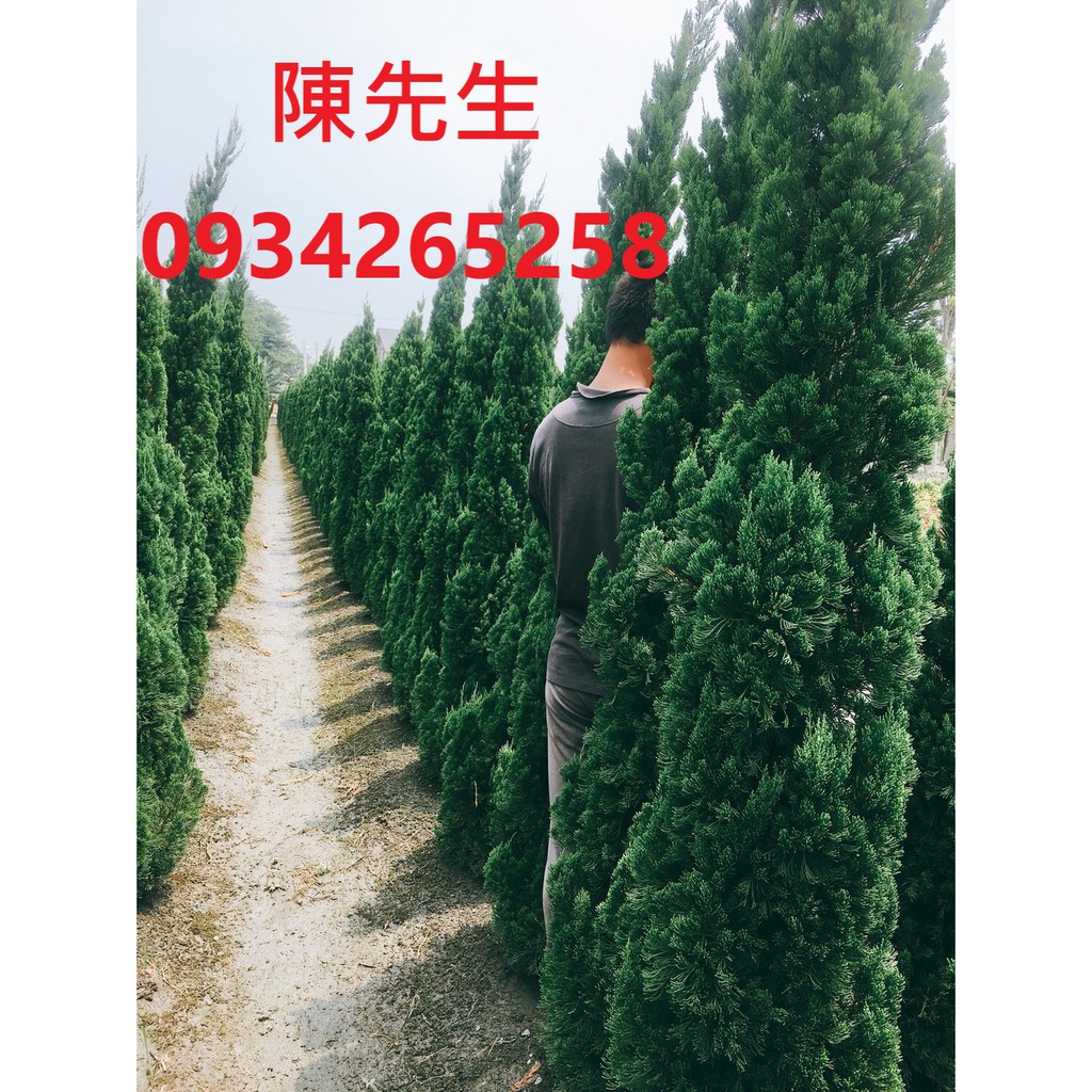 龍柏(另有樹葡萄.桂花.黑木.龍柏.肖楠.九重葛.黑松.紫檀.羅漢松.真柏)歡迎園藝.建設造景.營造.互相交流批發