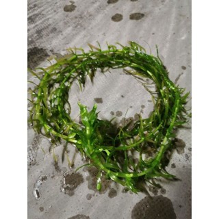 水耕植物 室內專用金魚藻 水蘊草 不用co2供應陰性草 戶外養魚 幼魚兒躲避所 產卵最佳避難所 蝦皮購物