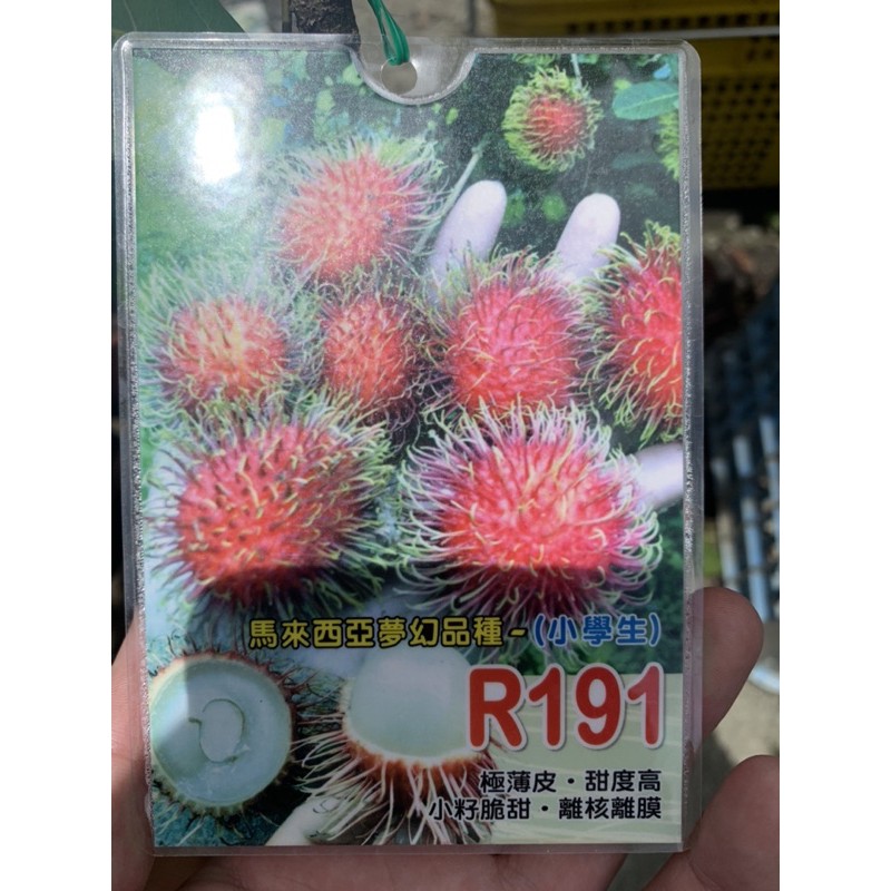 R191紅毛丹靠接苗