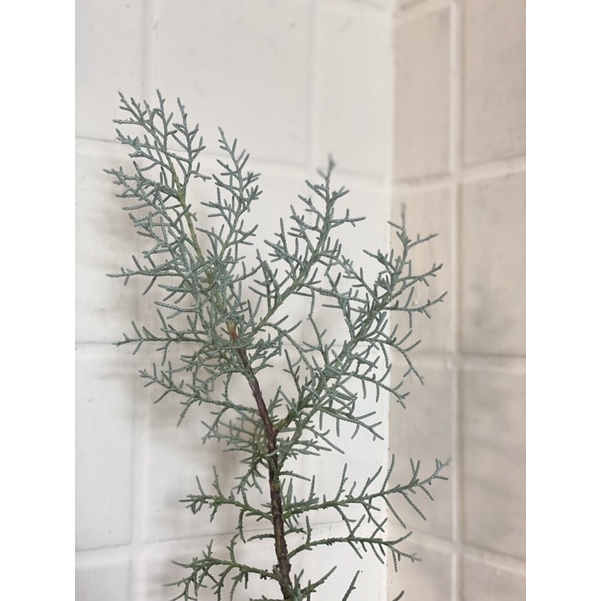 植來植網—陽光植物—藍冰柏