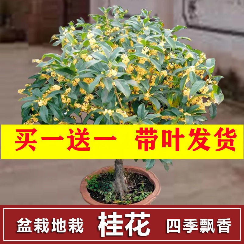 桂花樹的價格推薦第8 頁 21年9月 比價比個夠biggo