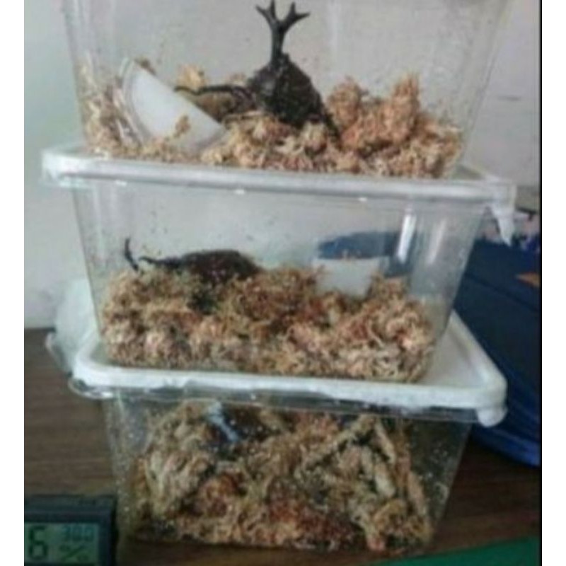 Audd 臺製975ml布丁盒 1l飼養pe方型盒 飼養盒 昆蟲 鼠婦 飼育盒 飼養箱鬥魚盒 蝦皮購物