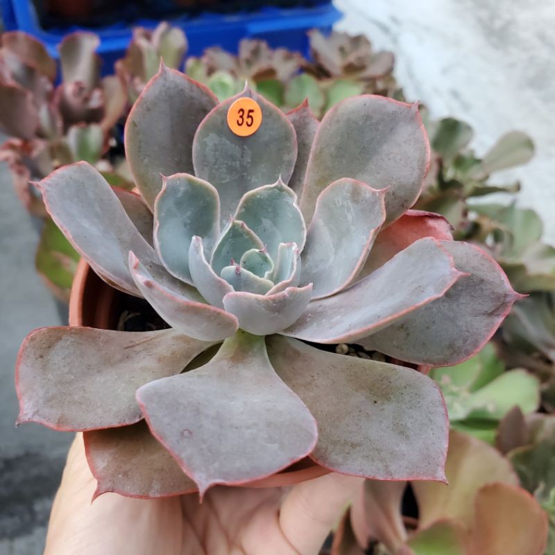 大捲肉瘤葉 35 仙女座 末圖為母本照 多肉植物 蝦皮購物