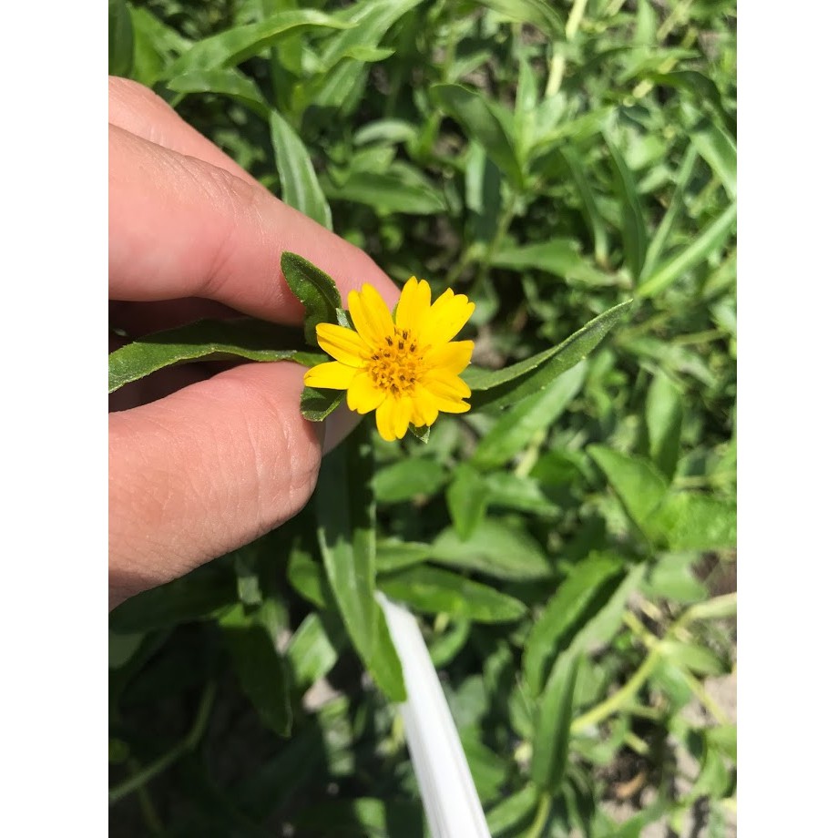 Story Garden 原生植物 黃花蜜菜 5支 組 原生草毯植物枝條販售野花草毯 蝦皮購物