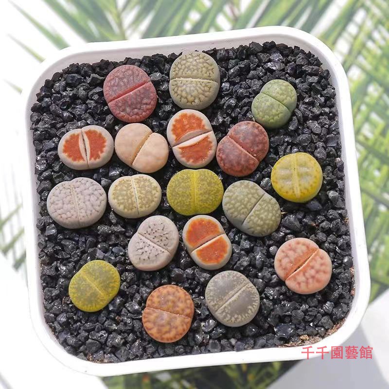 千千園藝館 熱銷 多肉植物生石花組合套裝 屁股花石頭花綠植盆栽石生花 蝦皮購物