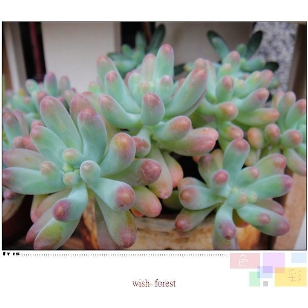 Wish Forest 多肉植物 乙女心 八千代 嬰兒手指 秋冬葉尾會轉紅 蝦皮購物