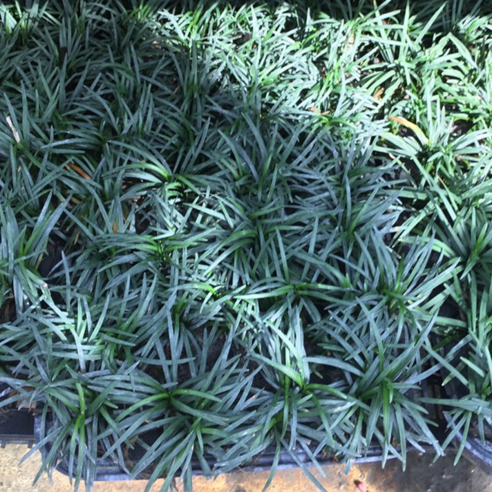 一禪種苗園 居家庭園首選草坪 玉龍草 地皮植物 1盤40株 蝦皮購物