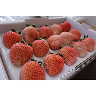 草莓苗  桃薰草莓  水蜜桃草莓 日本種草莓 粉紅草莓  白草莓系列 (母苗過多出清中)