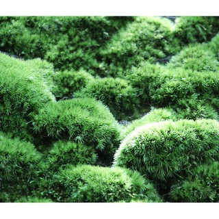 瓶植物語 線上商店 蝦皮購物