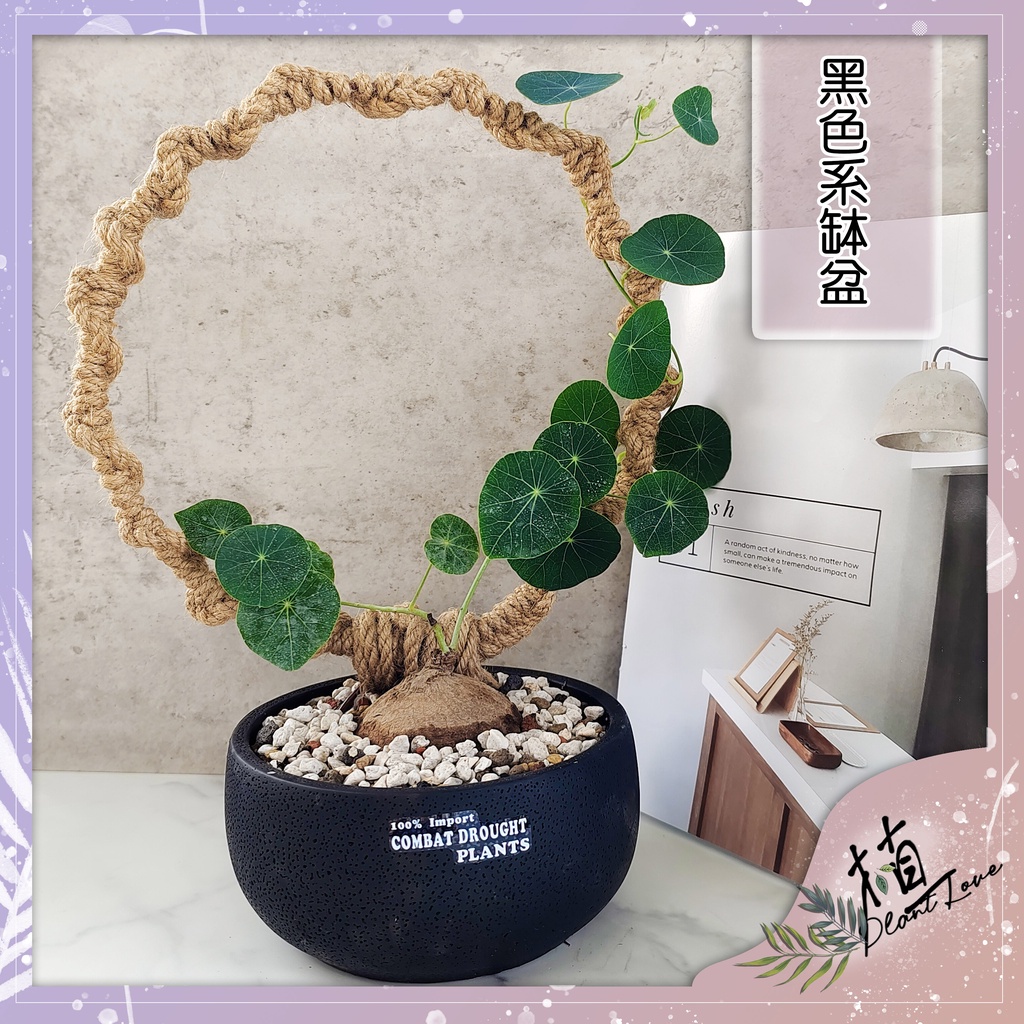 植love 黑色系花盆水泥盆 山烏龜盆 塊根植物 多肉植物 爬藤圈架 圓葉 紅藤 觀葉植物 蝦皮購物