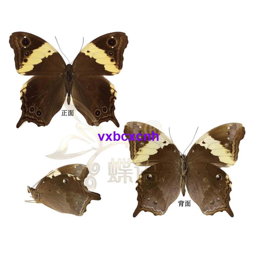 現貨 下殺昆蟲標本蝴蝶標本植物標本科教蛺蝶標本neorina Lowii黃斑鳳眼蝶 印尼 真蝴蝶標本 蝦皮購物
