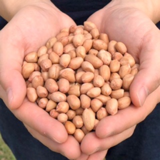 北港9號生花生，一包600克（顆粒小巧、適合炒食，透氣袋包裝）