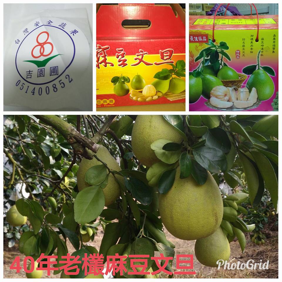 特級麻豆文旦禮盒10斤 嚴選40年老欉麻豆文旦 蝦皮購物
