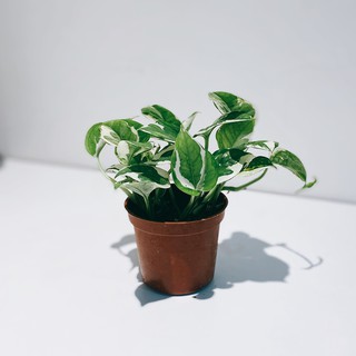 盆空間・喜悅黃金葛 雪花葛 室內觀賞植物綠化盆栽植栽 水泥盆 3吋-4.5吋盆/比利時環保盆