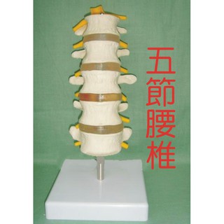 可開發票 1:1五節腰椎模型 正常腰椎組合脊椎模型 骨骼模型 脊椎模型 腰椎骨模型 關節模型 教學模型ARHH客滿來