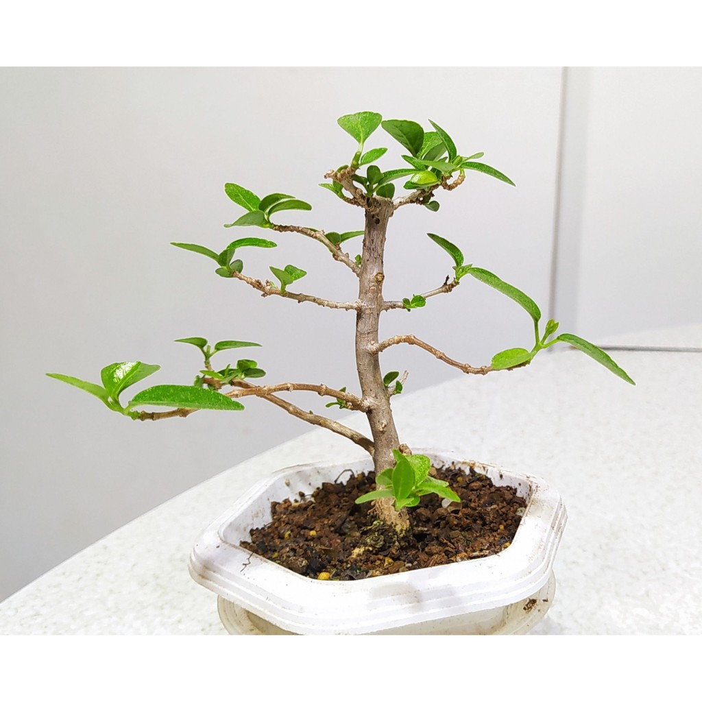 掌中盆栽 壽娘子 豆盆 迷你盆栽 小品盆栽沉澱心情最佳欣賞盆栽 蝦皮購物