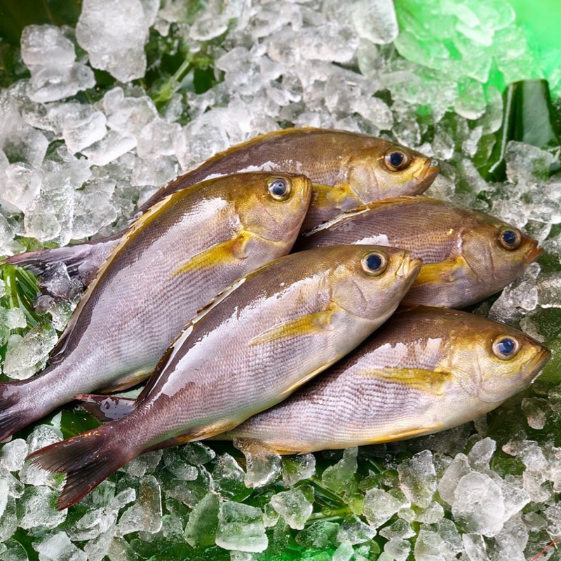 如何釣黃雞魚 Qtill