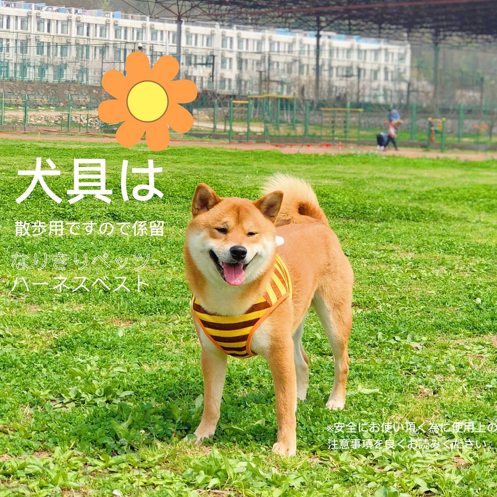 現貨 現貨 賣萌日本柯基柴犬法斗寵物狗狗小蜜蜂狗鏈胸背牽引狗繩 蝦皮購物