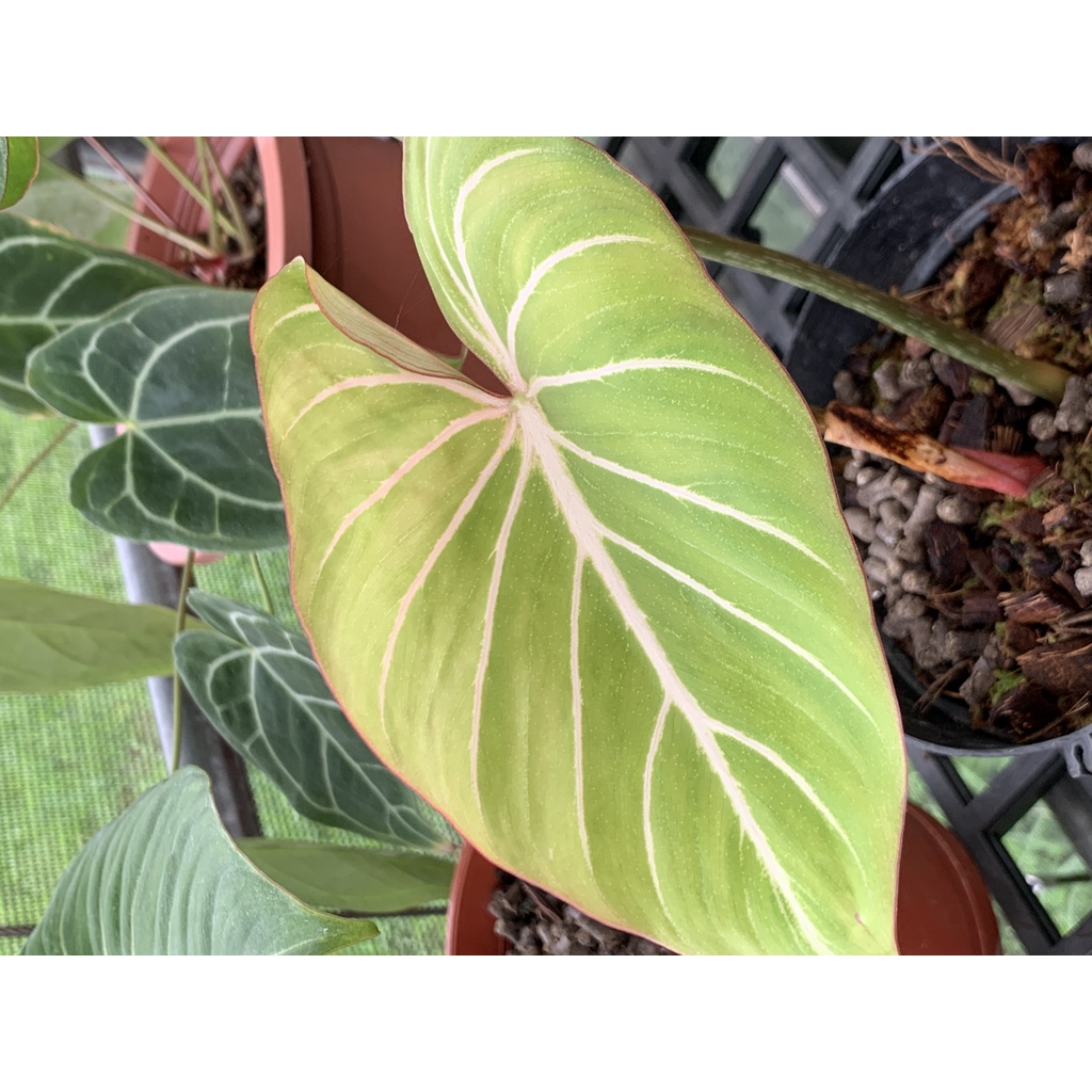 圓柄錦緞蔓綠絨 philodendron gloriosum