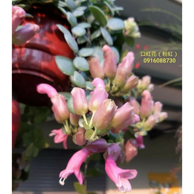 頂上花藝 甜心口紅花 古典優雅 特殊品種 蝦皮購物