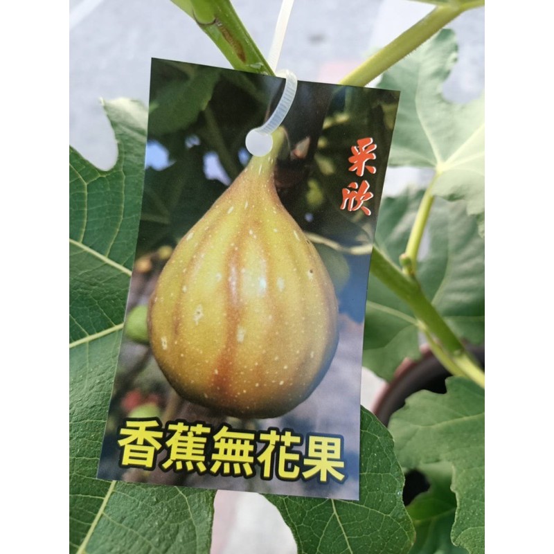 李樹苗 香蕉無花果一棵300