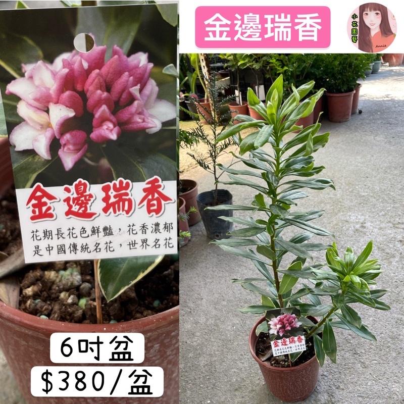 沈丁花 那裏買最便宜與商品比價 21年11月 飛比價格