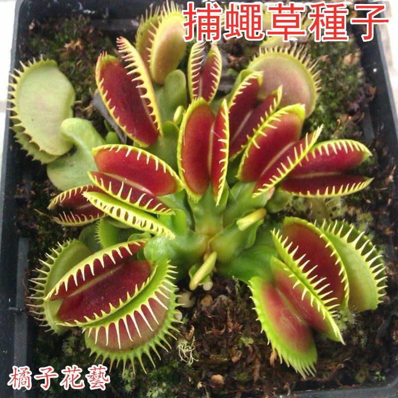 捕蠅草種子豬籠草種子肉食植物食人花豬籠草盆栽食蟲植物食蠅草種子室內陽臺四季易種 蝦皮購物