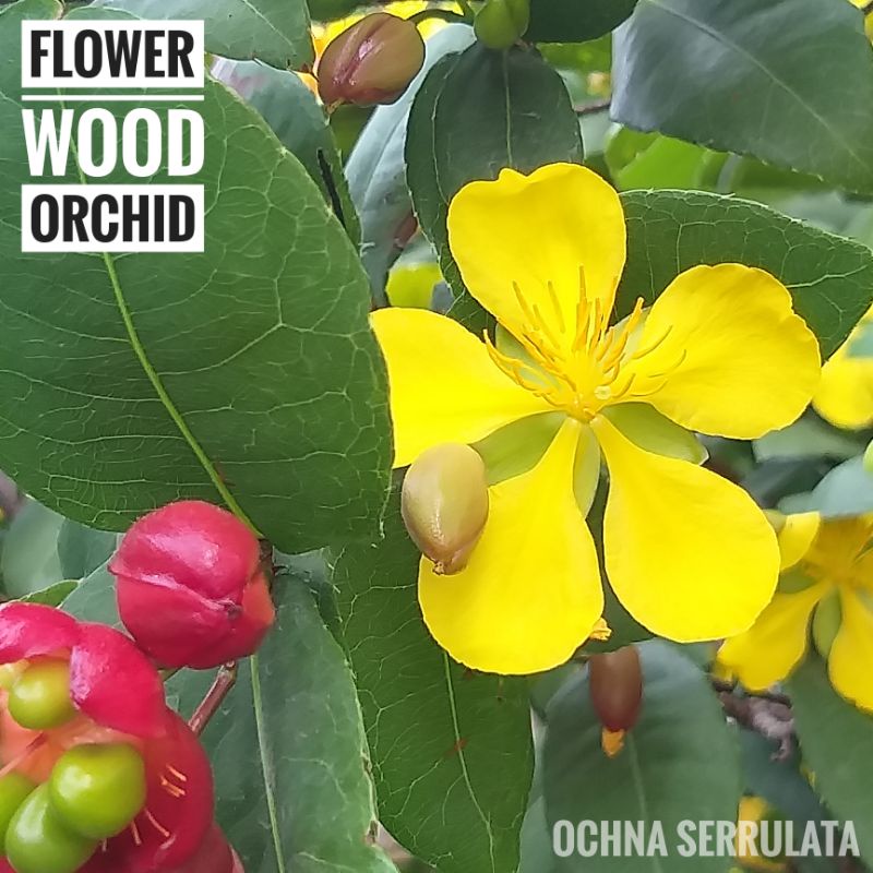 高仿錶夏綠蒂芳療 精油 芳枸葉 甜羅勒 粉紅胡椒 月桂葉 歐白芷根 土耳其香桃木 白松香 紅薑 白千層 歐洲赤松 歐洲冷杉 I Position 優惠推薦