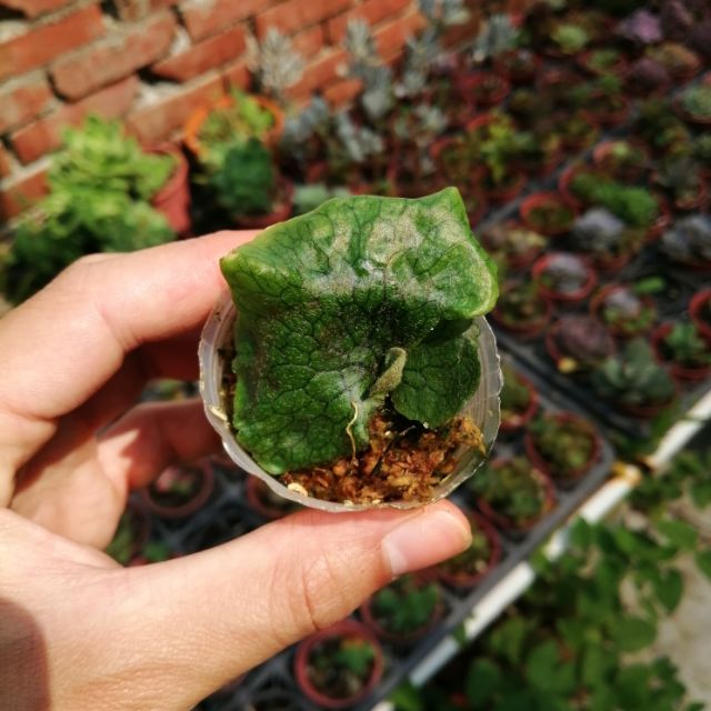 巨大鹿角蕨 拍賣與ptt推薦商品 21年2月 飛比價格