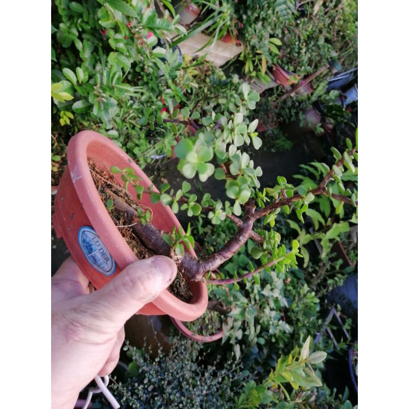 銀杏木造型小品盆栽便宜賣好種植 299超商取貨免運費