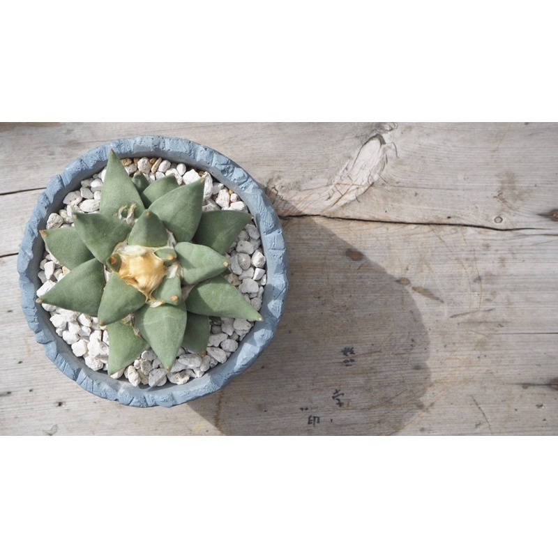 仙人掌牡丹的價格推薦 22年8月 比價比個夠biggo