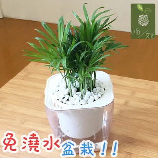 【現貨】【小品文化】袖珍椰子 4吋透明懶人盆栽 加水更方便 觀葉植物 室內植物 自動吸水 水培 花盆 居家辦公盆花 種子