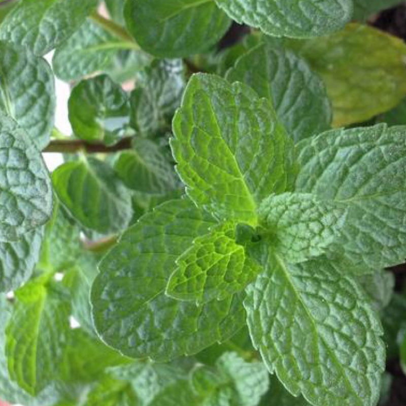 綠薄荷種子柳薄荷種子普列種子野花薄荷種子香花薄荷種子貓薄荷種子薄荷種子薄荷香料種子 農產種子郵購讚 蝦皮購物