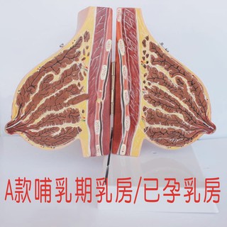 可開發票 A款哺乳期乳房解剖兩部件可活動模型 已孕女性乳房剖面結構 豐胸美容模型 婦科模型 醫學教學教具AREY客滿來