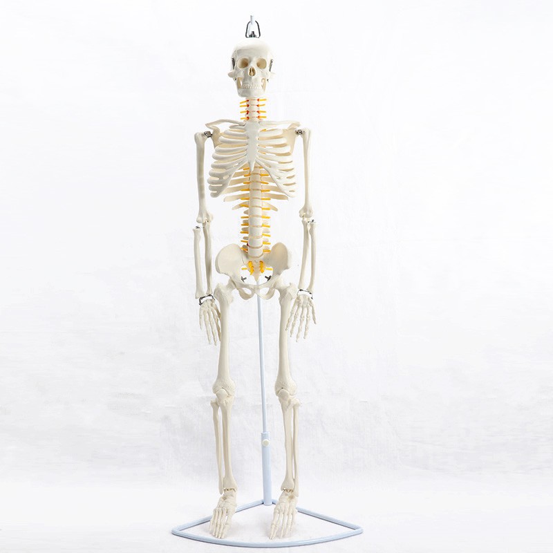 85CM掛式人體骨骼脊神經模型醫學用瑜伽健身教學習骨骼模型 MGG202