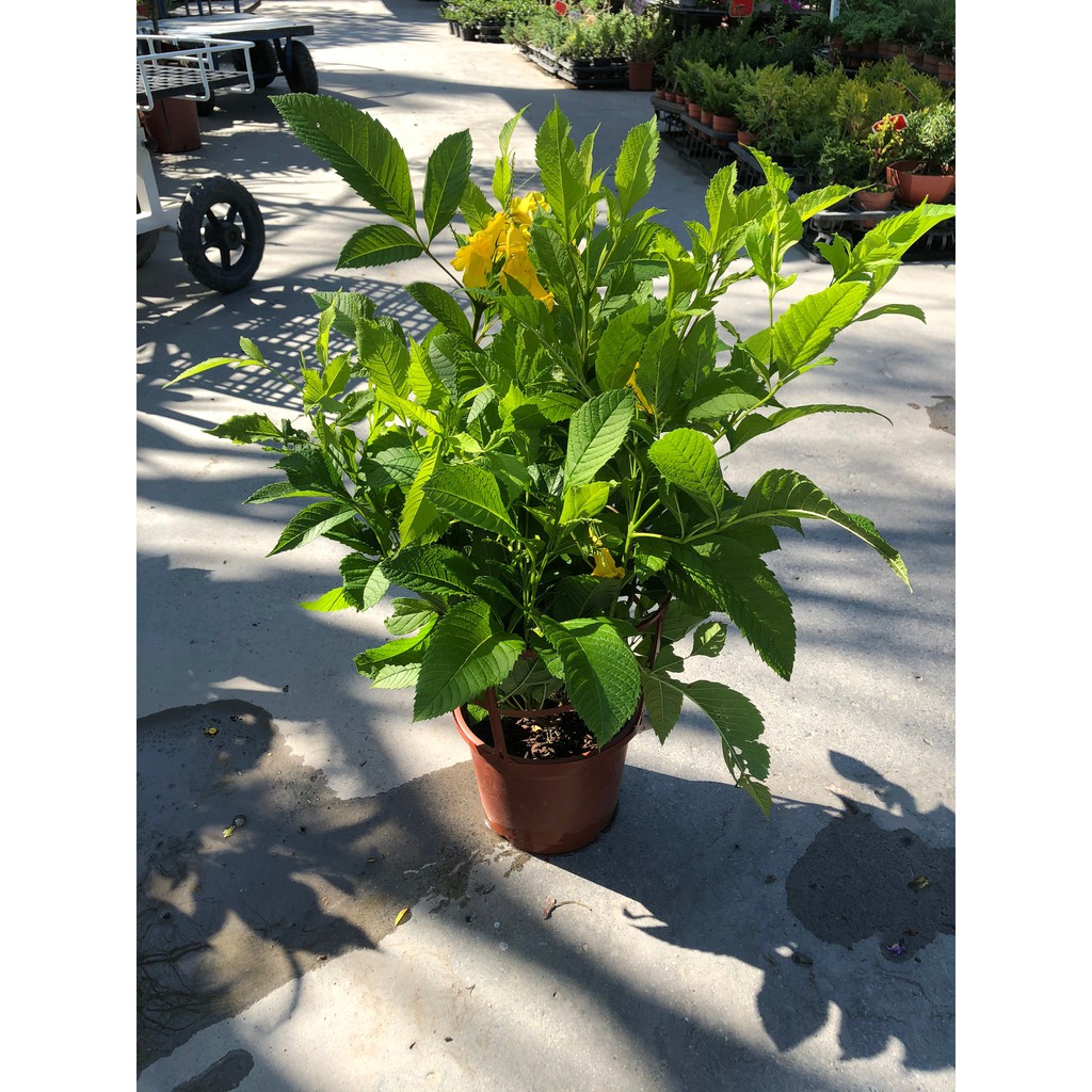 花囍園 季節花卉植物 黃鐘花 具香味 別名金鐘花 5 6吋高約25 30cm 特價150 蝦皮購物