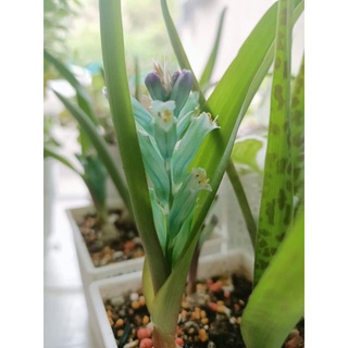 球根花卉 優惠推薦 22年9月 蝦皮購物台灣