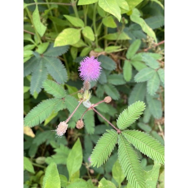 含羞草 知羞草。蝶豆花 美人蕉 種子 月桃種子  蕉蓮種子 可以平信可寄送