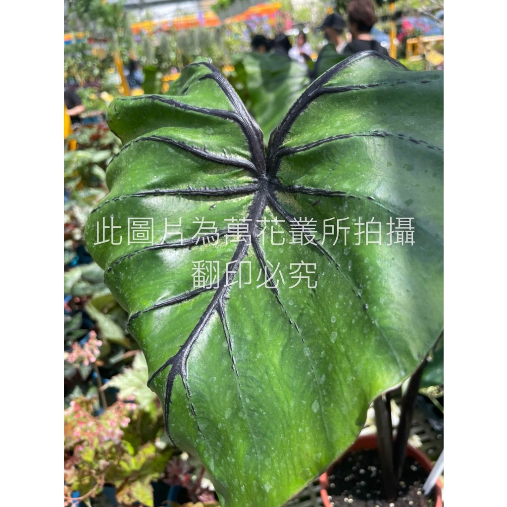 ☆萬花叢★觀葉植物【法老王面具彩葉芋】★5/6吋盆★高約20-45cm☆