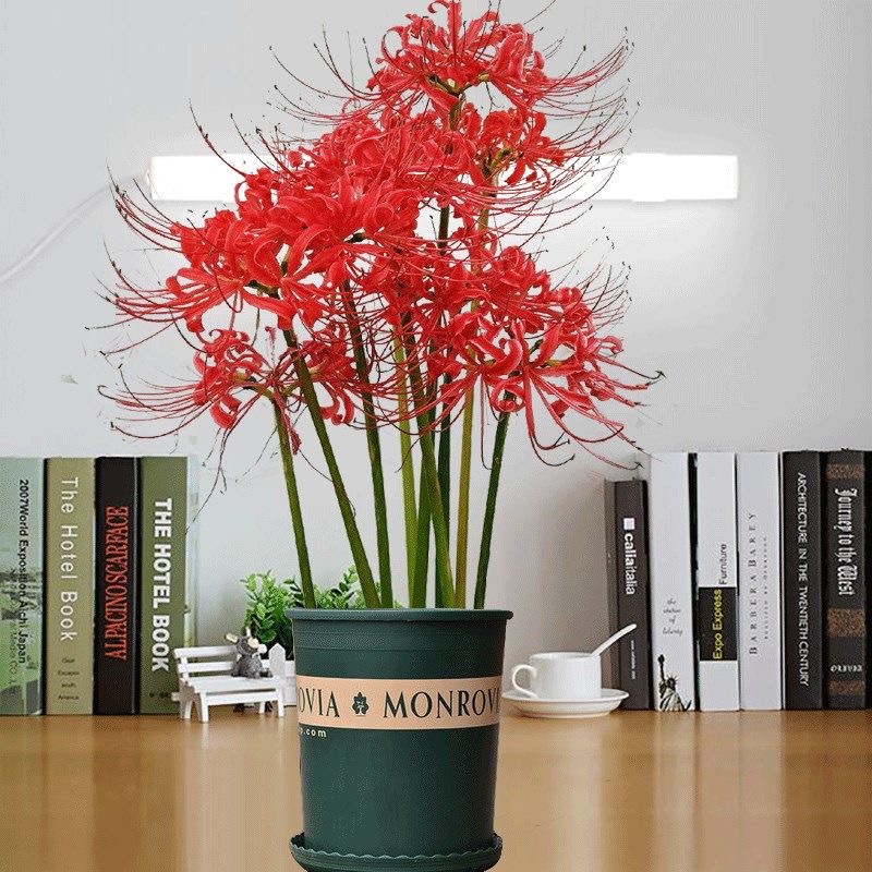 彼岸花種球的價格推薦 22年3月 比價比個夠biggo