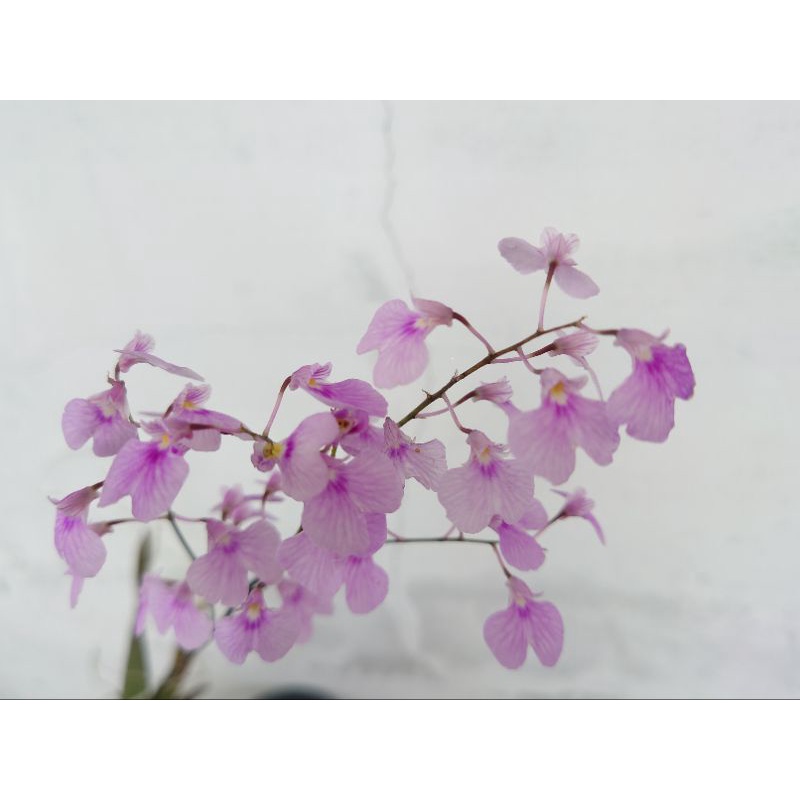 1.7吋軟盤內 擬紫羅蘭（Ionopsis utricularioides）-文心蘭 花苗