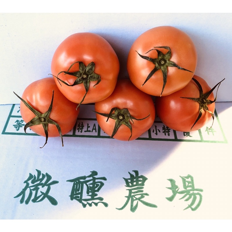 《A級8斤》新鮮大顆牛番茄🍅《一斤57免運費》耐放、較硬~8斤 溫室