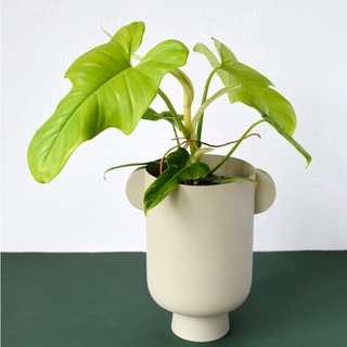 黃金琴葉蔓綠絨｜斑啾植選｜日本白斑龜｜斑葉龜｜觀葉植物｜龜背芋｜斑葉｜彩葉芋｜合果芋｜琴葉榕｜室內植物｜婚禮小物｜盆栽