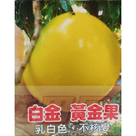 花田厝_水果苗--白金黃金果--最新品種4吋盆高30公分