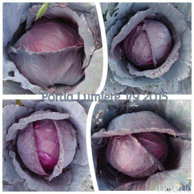 紫高麗菜/種子 $50/200粒
