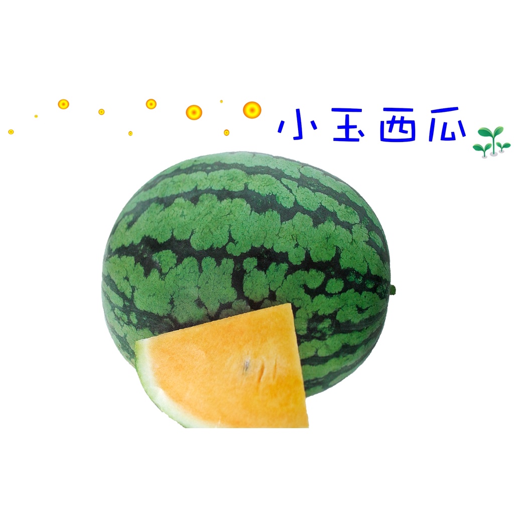 西瓜苗 小玉西瓜 黃肉西瓜  薄皮清脆 秀蓮西瓜